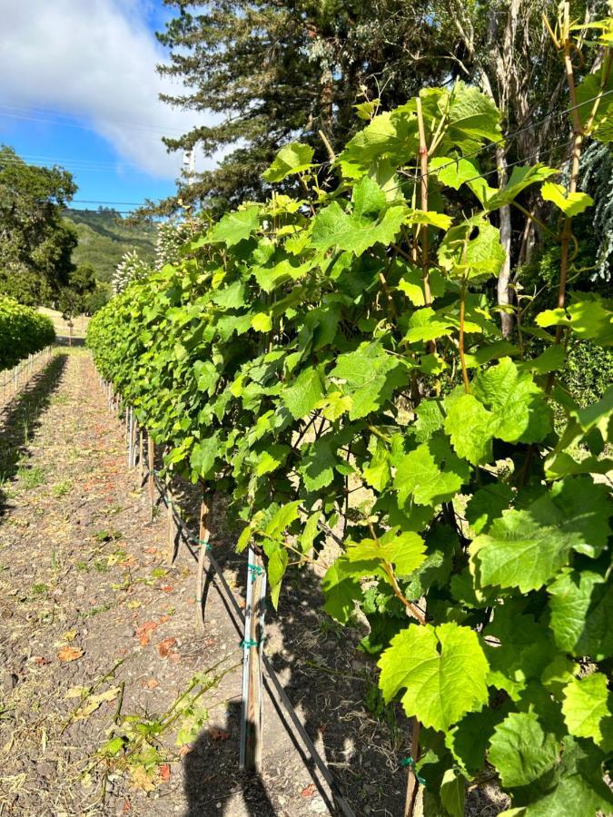The Gables Wine Country Inn ซานตา โรซา ภายนอก รูปภาพ